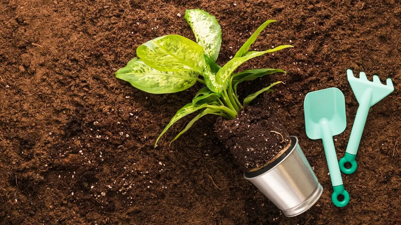Draufsicht auf eine Pflanze und Gartenwerkzeuge mit Freifläche für Text.