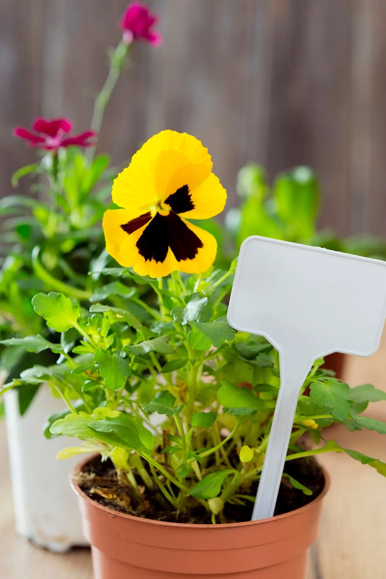 Nahaufnahme einer Blume in einem Topf